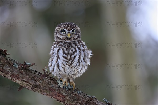 Pygmy Owl (Glaucidium passerinum), adult, in winter, perch, watchful, Bohemian Forest, Czech Republic, Europe