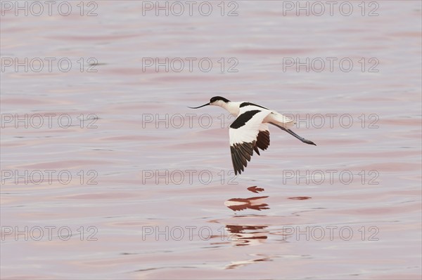 Pied avocet (Recurvirostra avosetta) flying above a salt water pond, Camargue, France, Europe