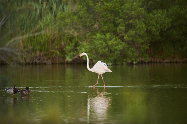 Greater Flamingo (Phoenicopterus roseus) walking in the water, Parc Naturel Regional de Camargue, France, Europe