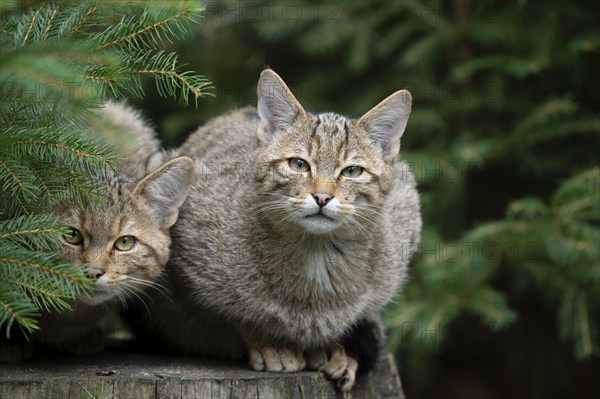 European wildcats (Felis silvestris), kittens sitting on a tree stump and looking attentively, captive, Germany, Europe