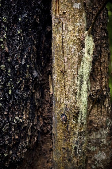 Structure, pattern, deposits, patina, art, nature, nature art on tropical tree, rainforest, climate, Australia, Oceania