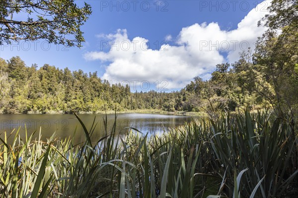 Lake Matheson Trail, New Zealand, Oceania