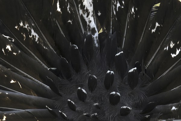 Western capercaillie (Tetrao urogallus) cock, close up detail of male's backside showing erect black tail feathers