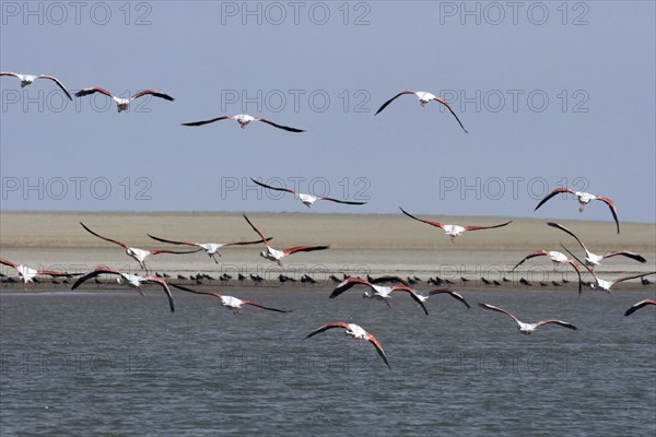 Greater flamingos (Phoenicopterus Roseus) flying, Banc d'Arguin National Park, Mauritania, Africa