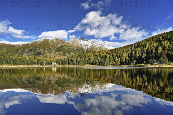 Autumn atmosphere with discoloured larches, Lake Staz, Lej da Staz, St. Moritz, Engadin, Canton Graubünden, Switzerland, Europe