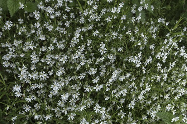 Chickweed (Stellaria holostea), Bavaria Germany