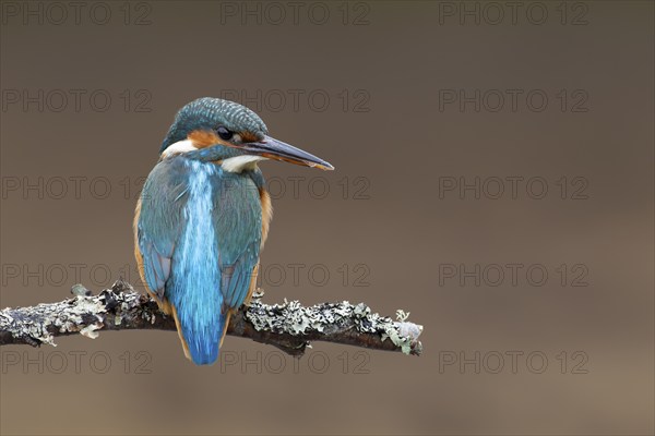 Common kingfisher (Alcedo atthis) adult female bird on a tree branch, Norfolk, England, United Kingdom, Europe