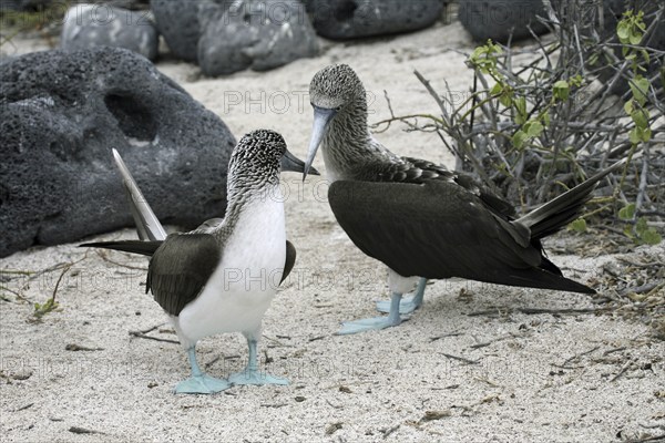 Two blue-footed boobies (Sula nebouxii excisa) on the beach, Lobos island, Galápagos Islands, Ecuador, Latin America, South America