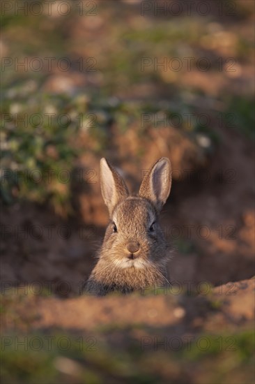 Rabbit (Oryctolagus cuniculus) juvenile baby animal looking out from its burrow, Suffolk, England, United Kingdom, Europe