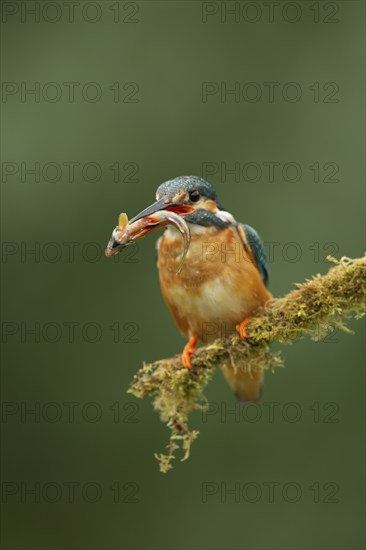 Common kingfisher (Alcedo atthis) adult female bird with a fish in its beak, Norfolk, England, United Kingdom, Europe
