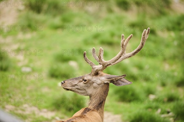 Red deer (Cervus elaphus) stag, portrait, Bavaria, Germany, Europe