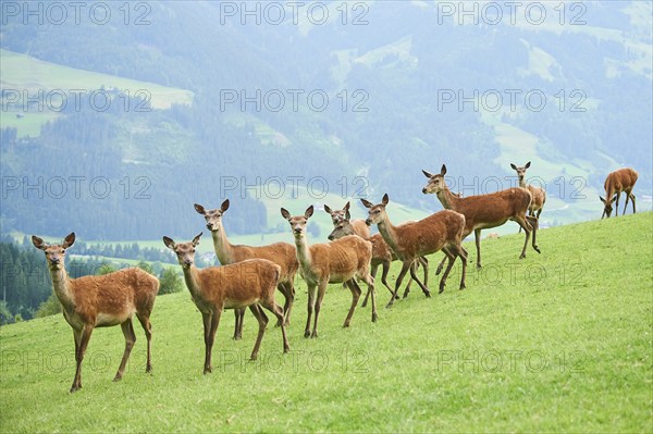 Red deer (Cervus elaphus) hinds standing on a meadow in the mountains in tirol, herd, Kitzbühel, Wildpark Aurach, Austria, Europe