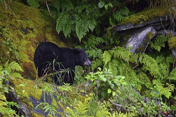 American Black Bear (Ursus americanus) climbing over rocks along the edge of the forest, rainforest, Prince William Sound