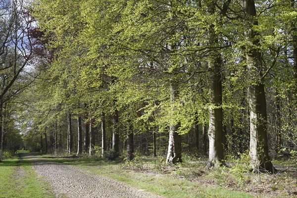 NL, Eesergroen: Spring characterises the landscape, towns and people in the province of Drenthe in the Netherlands. May green in April, forest in Drenthe.Hundsrug. NL, Eesergroen: Spring shapes the landscape, cities and people in the province of Drenthe in the Netherlands