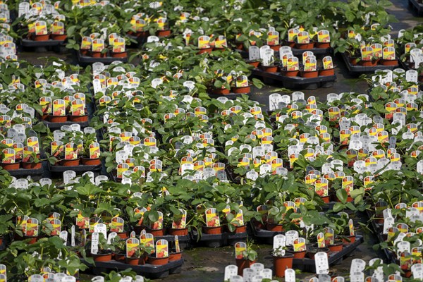 Nursery, plant breeding, ornamental plants grow in flower pots, outdoors, Düsseldorf-Volmerswerth, Germany, Europe