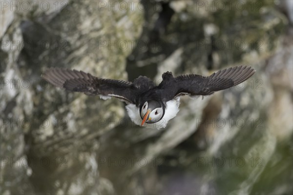 Atlantic puffin (Fratercula arctica) adult bird in flight with sea cliffs in the background in the summer, Yorkshire, England, United Kingdom, Europe