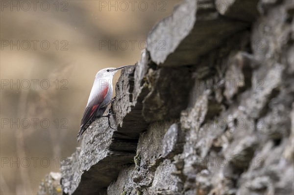 Wallcreeper (Tichodroma muraria) foraging on a wall, wildlife, Germany, Europe