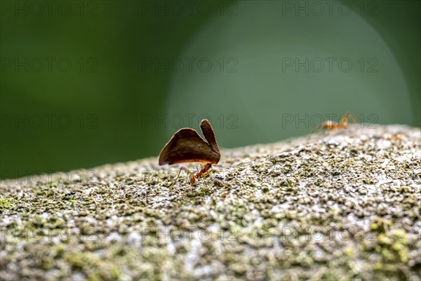 Leaf-cutter ant (Atta cephalotes) carrying a piece of leaf, Corcovado National Park, Osa Peninsula, Puntarena Province, Costa Rica, Central America