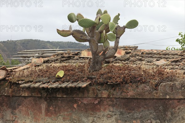 Cactus growing on the roof of an old house, Sicily, Italy, Europe
