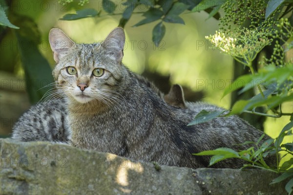 An adult tabby cat sits in the forest, surrounded by green leaves in the summer light, wildcat (Felis silvestris), kittens, Germany, Europe