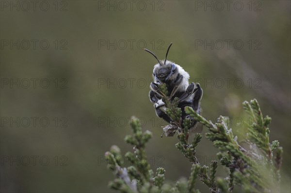 A willow sand bee in the Hohe Ward nature reserve in Münster, 08/04/2024