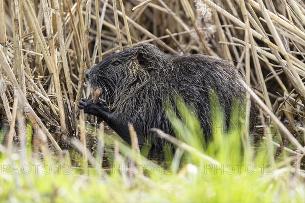 Nutria (Myocastor coypus), beaver rat, foraging in reeds, wildlife, Germany, Europe