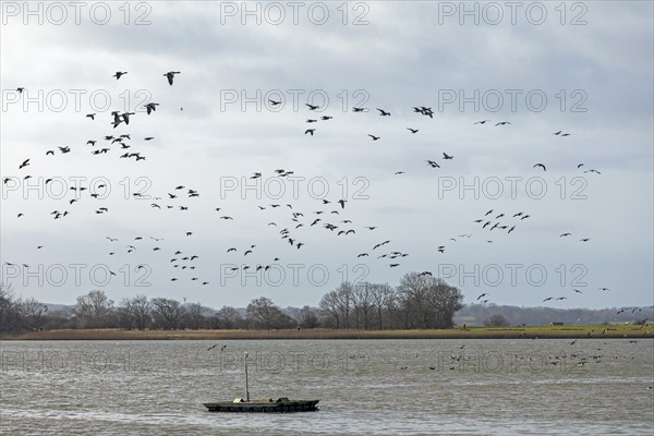 Boat, wild geese in flight, Goldhöft, Geltinger Birk, Gelting, Schleswig-Holstein, Germany, Europe