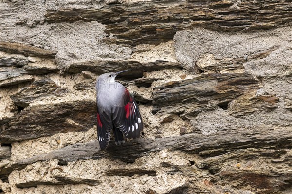 Wallcreeper (Tichodroma muraria) foraging on a wall, wildlife, Germany, Europe