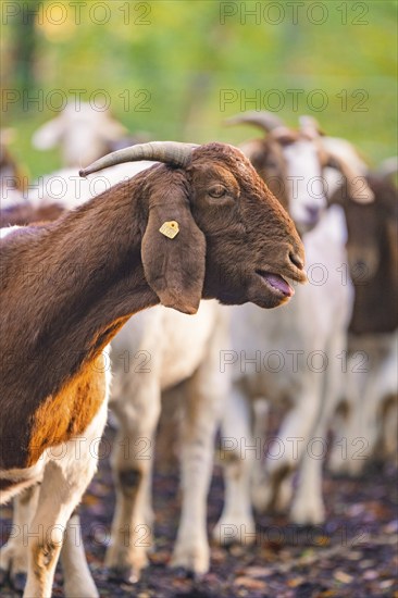 Side view of a goat in the middle of the herd in the forest, forest pasture project, compensation for Hermann Hessebahn, Gechingen, Black Forest, Germany, Europe