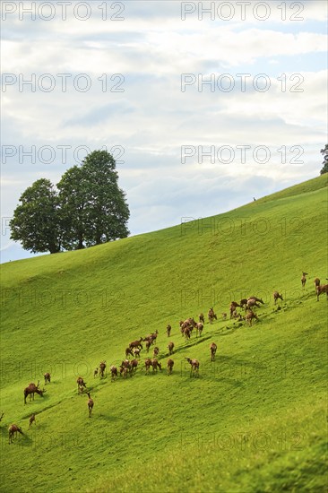 Red deer (Cervus elaphus) herd standing on a meadow in the mountains in tirol, Kitzbühel, Wildpark Aurach, Austria, Europe