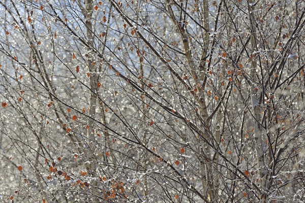 Birches (Betula), branches and twigs with hoarfrost, Arnsberg Forest nature park Park, North Rhine-Westphalia, Germany, Europe