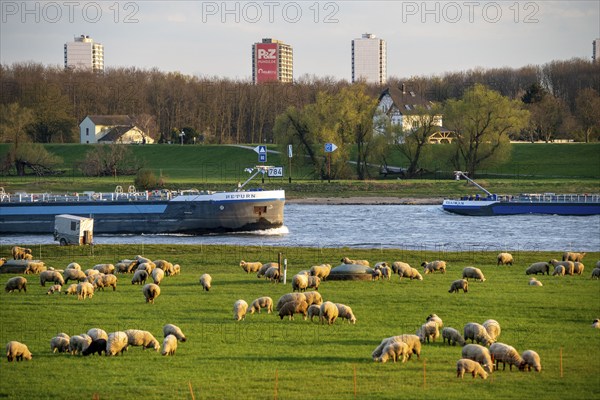 Rhine dyke near Duisburg-Beeckerwerth, flock of sheep, cargo ship on the Rhine, Duisburg, North Rhine-Westphalia, Germany, Europe