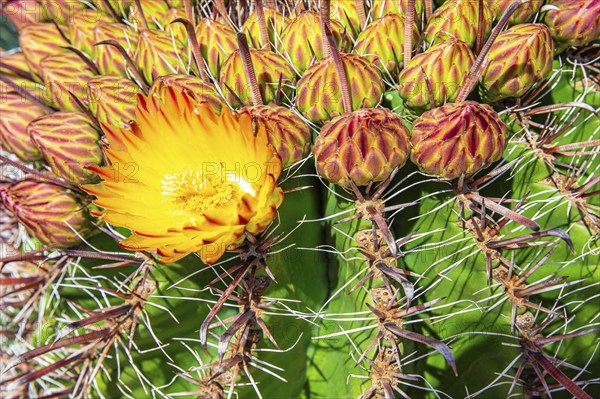 Flowering cactus (Ferocactus), Santa Eularia des Rui, Ibiza, Balearic Islands, Mediterranean Sea, Spain, Europe