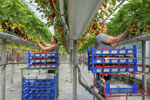 Harvesting strawberries, harvest helper, strawberry cultivation in the greenhouse, young strawberry plants grow up, in different stages of ripeness are watered individually by drip irrigation and supplied with nutrients, they grow in a substrate culture in raised beds, near Dormagen, Rhineland, North Rhine-Westphalia, Germany, Europe