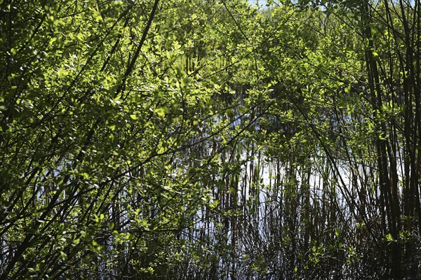 NL, Eesergroen: Spring characterises the landscape, towns and people in the province of Drenthe in the Netherlands. May green in April, forest in Drenthe.Hundsrug. NL, Eesergroen: Spring shapes the landscape, cities and people in the province of Drenthe in the Netherlands