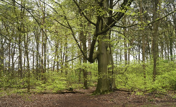 NL, Eesergroen: Spring characterises the landscape, towns and people in the province of Drenthe in the Netherlands. May green in April, forest in Drenthe. Hundsrug. NL, Eesergroen: Spring shapes the landscape, cities and people in the province of Drenthe in the Netherlands