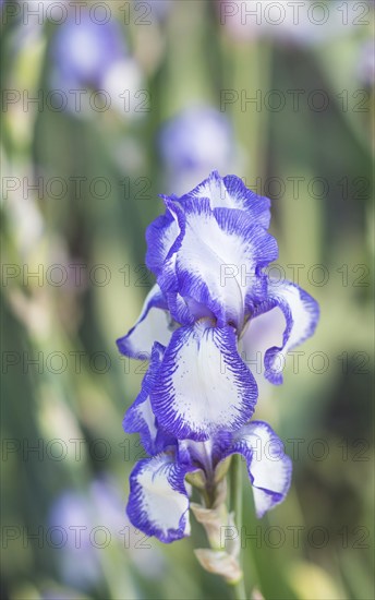 Colorful blue and white irises in a botanical garden