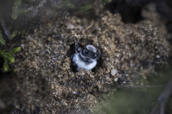 A willow sand bee in the Hohe Ward nature reserve in Münster, 08/04/2024