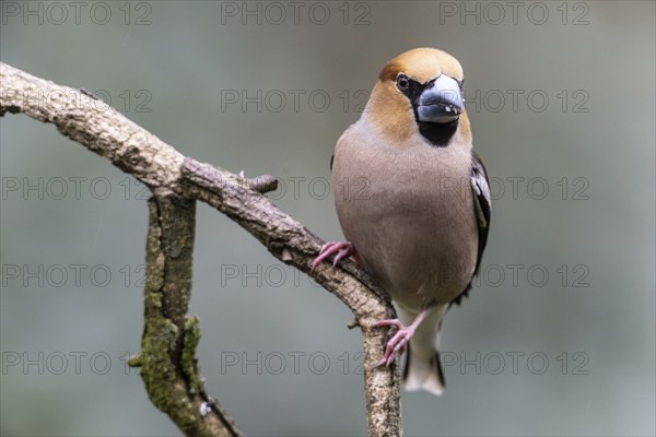 Hawfinch (Coccothraustes coccothraustes), Emsland, Lower Saxony, Germany, Europe