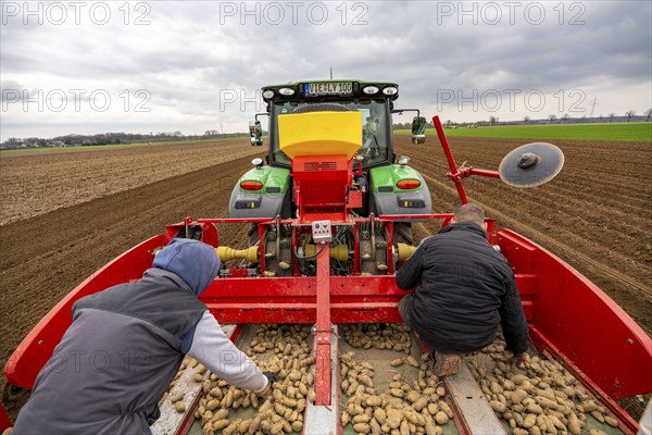 Early potatoes are placed in the soil of the field with a planting machine, Agriculture, Spring