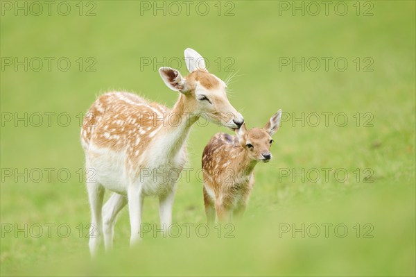 European fallow deer (Dama dama) mother with her fawn standing on a meadow, tirol, Kitzbühel, Wildpark Aurach, Austria, Europe
