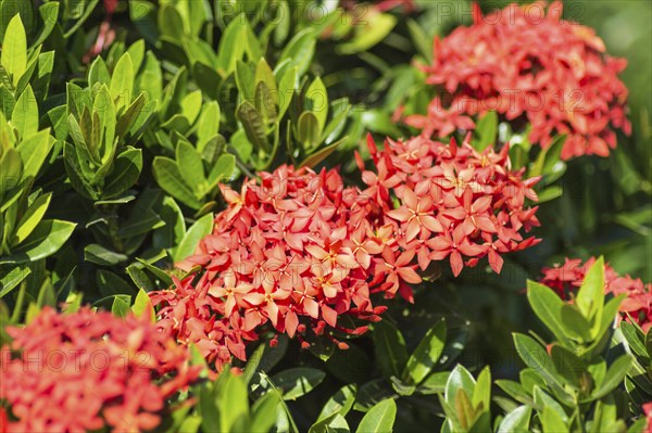 Tropical shrub with red flowers and evergreen leaves