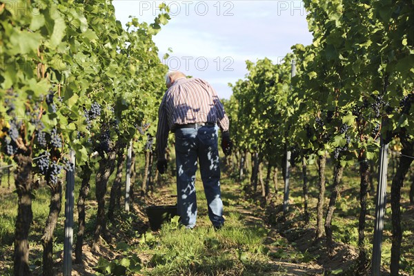 Grape grape harvest: Hand-picking Pinot Noir grapes in the Palatinate