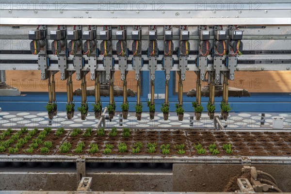 Horticultural business, cuttings, heather, heather plants, Calluna vulgaris, are repotted after growing by a planting robot, in larger flower pots, for further growth, North Rhine-Westphalia, Germany, Europe
