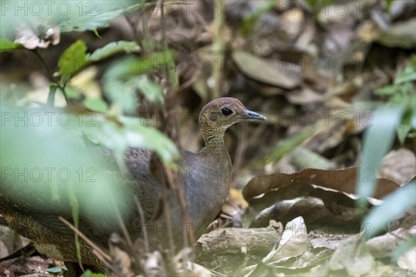 Bushtinamu (Crypturellus cinamomeus), on the forest floor, Carara National Park, Tarcoles, Puntarenas Province, Costa Rica, Central America
