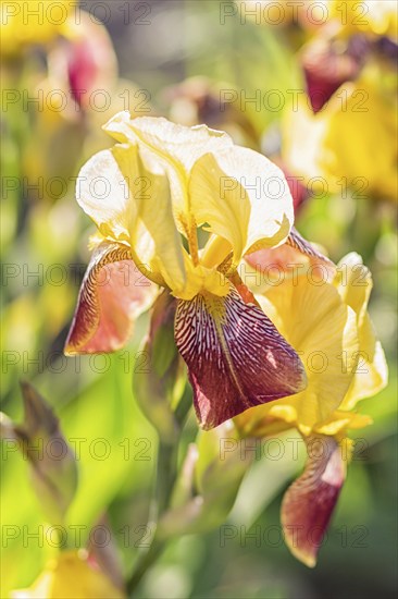 Colorful yellow and red irises in a botanical garden