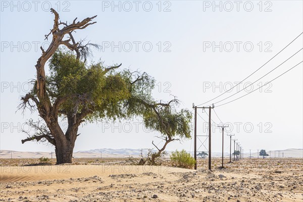Half-dead tree next to a power line in the Rub al Khali desert, Dhofar province, Arabian Peninsula, Sultanate of Oman
