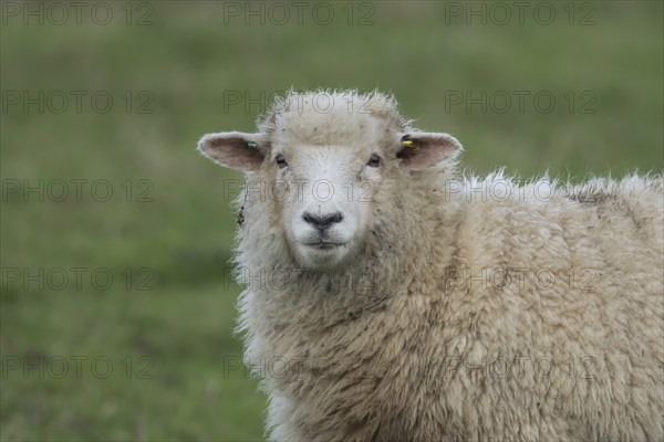 Domestic sheep (Ovis aries) adult ewe farm animal standing in a grass field, England, United Kingdom, Europe