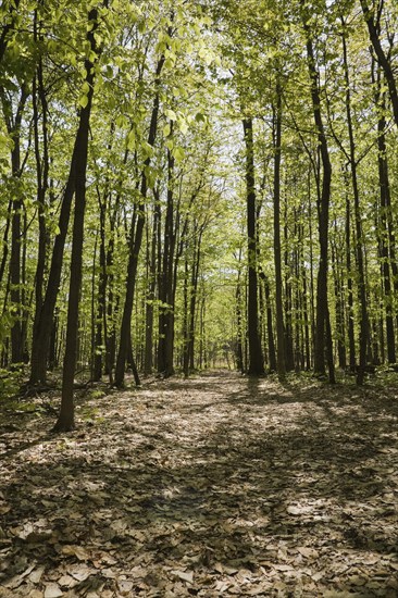 Walking path through forest of Acer, Maple trees in spring, Quebec, Canada, North America