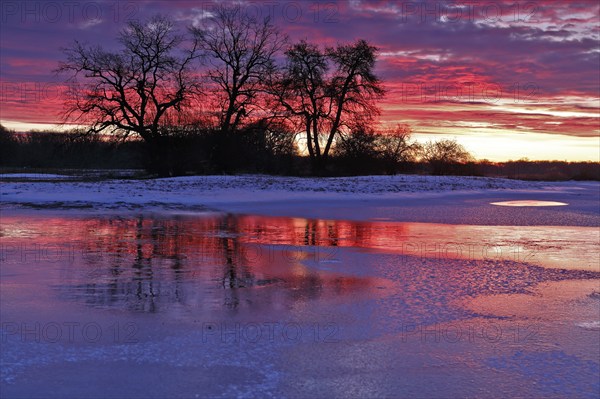 Winter floods 2024 on the Elbe and Mulde rivers with flooding of the meadows, ice on the meadows due to flooding in winter, morning mood in the Elbe floodplain, Middle Elbe Biosphere Reserve, Dessau-Roßlau, Saxony-Anhalt, Germany, Europe